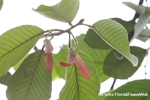 image_2021-11-19_08-57-00