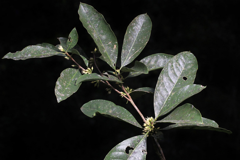 image_2021-11-19_08-57-29 (1)