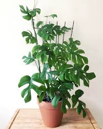 image_2021-11-19_11-09-49